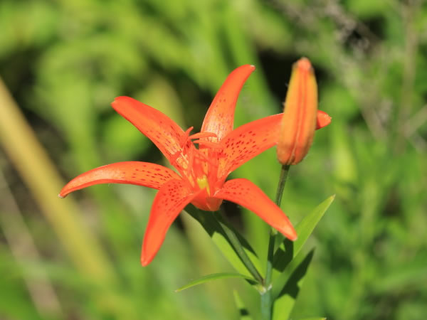 摘要:东北百合又叫卷莲花,花淡橙红色,具紫红色斑点,具有重要的观赏