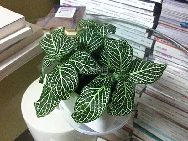 白网纹草花语