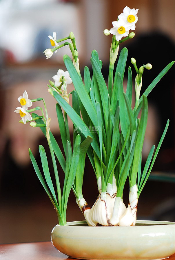 植物花卉大作用 家居装修巧搭配