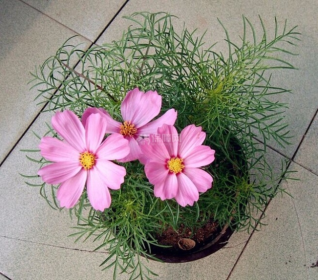 植物花卉大作用 家居装修巧搭配