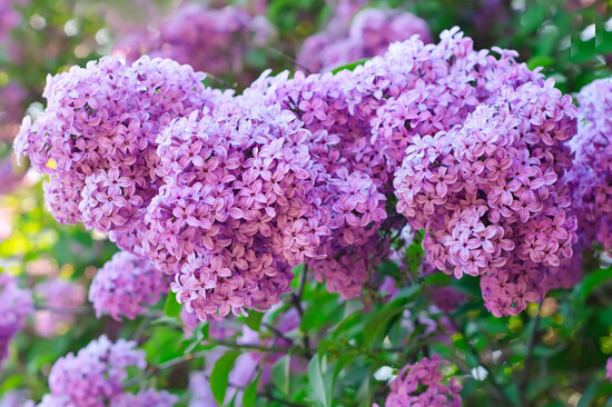 丁香花